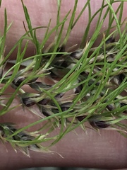 Poa bulbosa vivipara