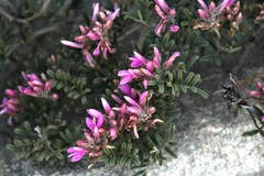 Indigofera praetermissa