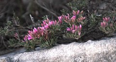 Indigofera praetermissa