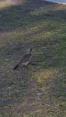 Turdus pilaris