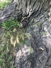 Poa bulbosa vivipara