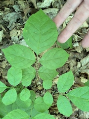 Fraxinus quadrangulata