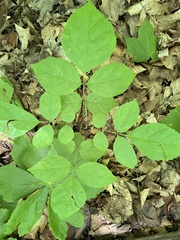 Fraxinus quadrangulata