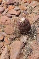 Echinomastus intertextus intertextus