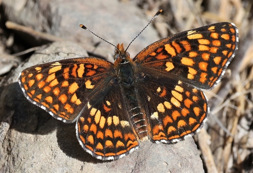 Sagebrush Checkerspot