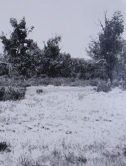 Haloxylon