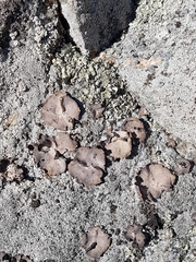 Umbilicaria hirsuta