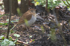 Catharus fuscescens