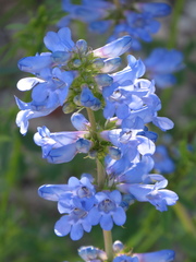 Penstemon cyananthus