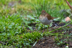Catharus fuscescens