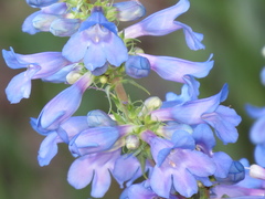 Penstemon cyananthus