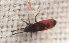Ischnodemus sabuleti