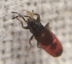 Ischnodemus sabuleti