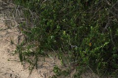 Solanum africanum