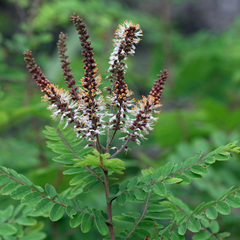 Amorpha herbacea