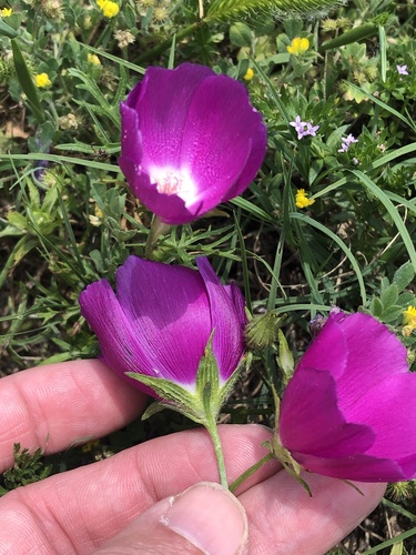 Callirhoe involucrata