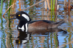 Lophodytes cucullatus image