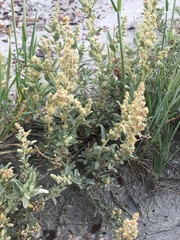 Atriplex gardneri