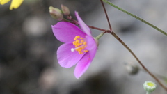 Phemeranthus calcaricus