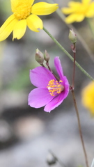 Phemeranthus calcaricus