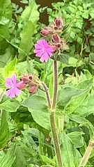Silene dioica