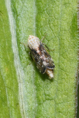 Errastunus ocellaris