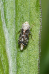 Errastunus ocellaris