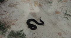 Bothrops fonsecai