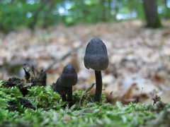 Mycena stipata