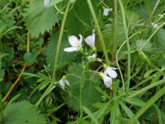 Cardamine pratensis