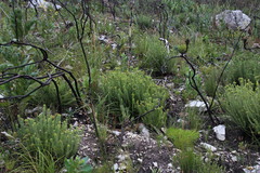 Stilbaceae