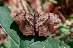 Helias phalaenoides