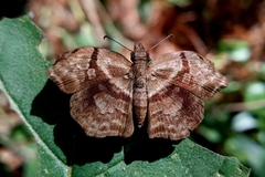 Helias phalaenoides