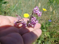 Silene bellidifolia