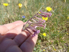 Silene bellidifolia
