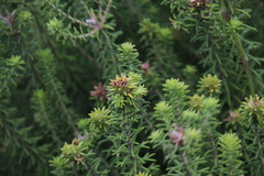 Stilbaceae