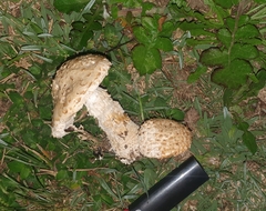 Saproamanita foetidissima