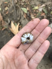 Glyptostoma gabrielense