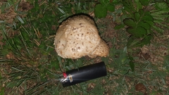 Saproamanita foetidissima