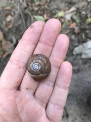 Glyptostoma gabrielense