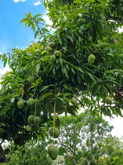 Mangifera indica image