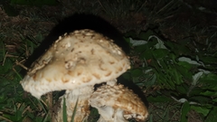 Saproamanita foetidissima