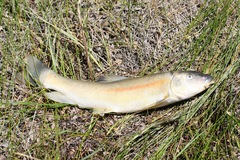 Catostomus tahoensis