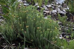 Stilbaceae