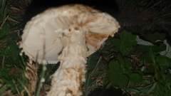 Saproamanita foetidissima