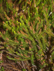 Lateristachys lateralis