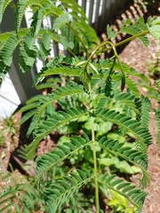Albizia julibrissin