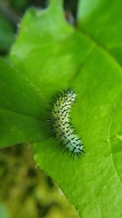 Periclista