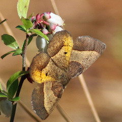 Metarranthis obfirmaria