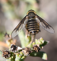Lomatiinae